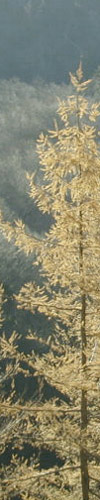 Shoh_Titleimage_カラマツ.jpg